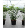 PRUNUS lusitanica ANGUSTIFOLIA En pot de 3-4 litres