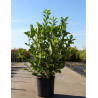 PRUNUS laurocerasus ROTUNDIFOLIA En pot de 10-12 litres