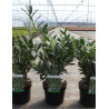 PRUNUS laurocerasus OTTO LUYKEN En pot de 4-5 litres
