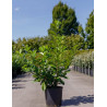 PRUNUS laurocerasus NOVITA En pot de 15-20 litres