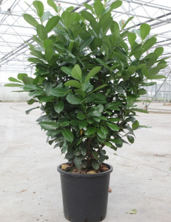 PRUNUS laurocerasus ETNA En pot de 30-35 litres