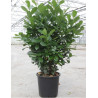 PRUNUS laurocerasus ETNA En pot de 30-35 litres