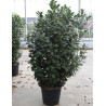 PRUNUS laurocerasus ETNA En pot de 35-50 litres