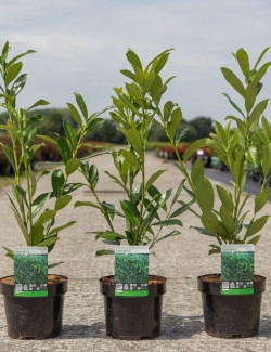 PRUNUS laurocerasus CAUCASICA En pot de 4-5 litres