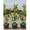 PRUNUS laurocerasus CAUCASICA En pot de 4-5 litres