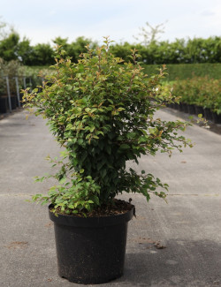 PRUNUS incisa KOJO NO MAI En pot de 10-12 litres