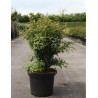 PRUNUS incisa KOJO NO MAI En pot de 10-12 litres