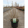 PRUNUS glandulosa ALBA PLENA En pot de 10-12 litres