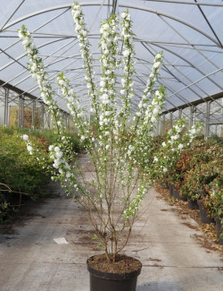 PRUNUS glandulosa ALBA PLENA En pot de 10-12 litres
