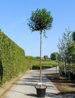 PRUNUS fruticosa GLOBOSA En pot de 30-35 litres forme tige hauteur du tronc 180-200 cm