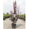 PRUNUS cerasifera ATROPURPUREA En pot de 10-12 litres