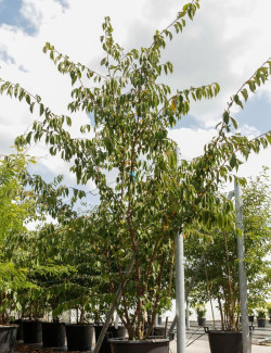 PRUNUS ACCOLADE En pot de 70-90 litres forme cépée