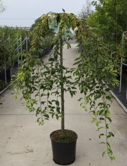 PRUNUS incisa FRILLY FROCK En pot de 15-20 litres forme tige hauteur du tronc 110-130 cm