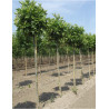 PLATANUS hispanica ALPHEN'S GLOBE