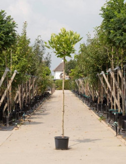 PLATANUS hispanica ALPHEN'S GLOBE