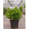 PITTOSPORUM tobira NANA En pot de 10-12 litres