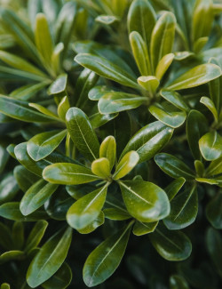 PITTOSPORUM tobira NANA