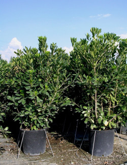 PITTOSPORUM tobira En pot de 35-50 litres