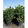 PITTOSPORUM tobira En pot de 35-50 litres