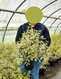 PITTOSPORUM tenuifolium ELIZABETH En pot de 4-5 litres