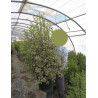 PITTOSPORUM tenuifolium ELIZABETH En pot de 7-10 litres