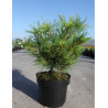 PINUS strobus RADIATA En pot de 4-5 litres