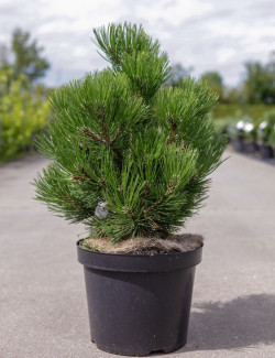 PINUS leucodermis COMPACT GEM En pot de 7-10 litres