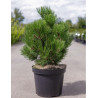 PINUS leucodermis COMPACT GEM En pot de 7-10 litres