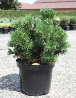 PINUS mugo MOPS En pot de 7-10 litres