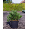 PINUS mugo var.pumilio En pot de 7-10 litres
