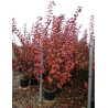 PHYSOCARPUS opulifolius DIABOLO En pot de 25-30 litres