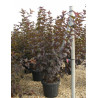 PHYSOCARPUS opulifolius DIABOLO En pot de 25-30 litres