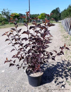 PHYSOCARPUS opulifolius DIABLE D'OR En pot de 10-12 litres