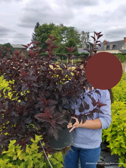 PHYSOCARPUS opulifolius ALL BLACK En pot de 10-12 litres