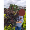 PHYSOCARPUS opulifolius ALL BLACK En pot de 10-12 litres