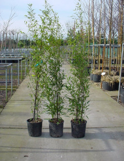 PHYLLOSTACHYS NIGRA En pot de 10-12 litres