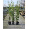 PHYLLOSTACHYS NIGRA En pot de 10-12 litres