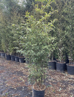 PHYLLOSTACHYS NIGRA En pot de 15-20 litres