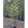 PHYLLOSTACHYS NIGRA En pot de 15-20 litres