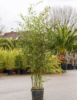PHYLLOSTACHYS BISSETII En pot de 15-20 litres