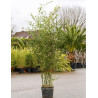 PHYLLOSTACHYS BISSETII En pot de 15-20 litres