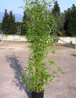 PHYLLOSTACHYS AUREA En pot de 15-20 litres