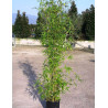 PHYLLOSTACHYS AUREA En pot de 15-20 litres