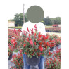 PHOTINIA fraseri LITTLE RED ROBIN En pot de 10-12 litres