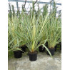 PHORMIUM tenax VARIEGATA