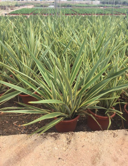 PHORMIUM tenax VARIEGATA