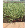 PHORMIUM tenax VARIEGATA