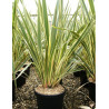 PHORMIUM tenax VARIEGATA