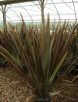 PHORMIUM tenax ATROPURPUREUM