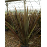 PHORMIUM tenax ATROPURPUREUM
